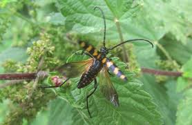 Attēlu rezultāti vaicājumam “Leptura quadrifasciata”