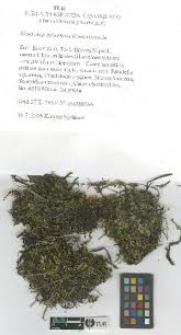 Attēlu rezultāti vaicājumam “Moerckia hibernica”