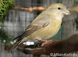 Attēlu rezultāti vaicājumam “Loxia pytyopsittacus male”