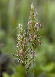 Attēlu rezultāti vaicājumam “Anthoxanthum odoratum fruit”