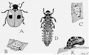 Attēlu rezultāti vaicājumam “Adalia bipunctata larva”