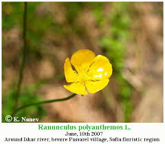 Attēlu rezultāti vaicājumam “Ranunculus polyanthemos”