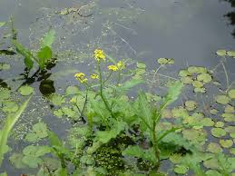 Attēlu rezultāti vaicājumam “Rorippa amphibia leaf”