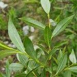 Attēlu rezultāti vaicājumam “Salix daphnoides subsp. acutifolia”