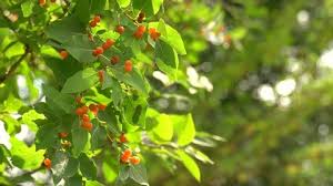 Attēlu rezultāti vaicājumam “Lonicera tatarica fruit”