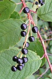 Attēlu rezultāti vaicājumam “Padus avium fruit”