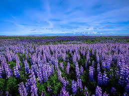 Image result for Lupinen