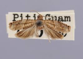 Attēlu rezultāti vaicājumam “Tortricidae”