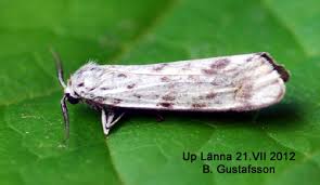 Attēlu rezultāti vaicājumam “Coscinia cribraria”