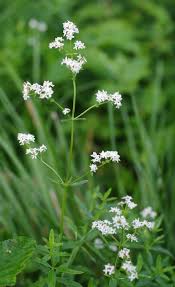Attēlu rezultāti vaicājumam “Galium boreale fruit”