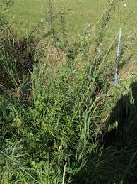 Attēlu rezultāti vaicājumam “Jacobaea paludosa”