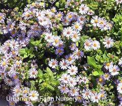 Image result for Aster novi-belgii