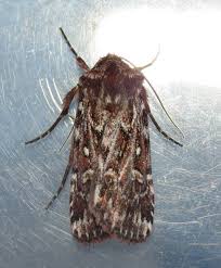 Attēlu rezultāti vaicājumam “Lycophotia porphyrea”