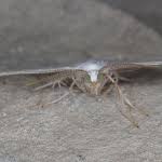 Attēlu rezultāti vaicājumam “Cabera pusaria female”