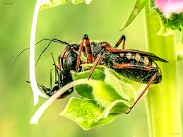 Attēlu rezultāti vaicājumam “Rhynocoris annulatus”