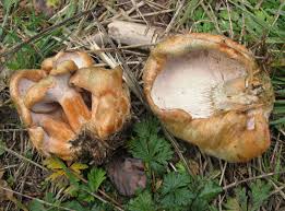 Attēlu rezultāti vaicājumam “Hypomyces chrysospermus”