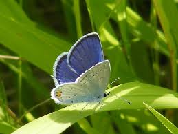 Attēlu rezultāti vaicājumam “Everes argiades”