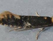 Attēlu rezultāti vaicājumam “Monopis weaverella”