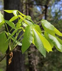 Attēlu rezultāti vaicājumam “Carya ovata leaf”