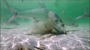 Image result for Albula vulpes