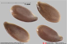 Attēlu rezultāti vaicājumam “Linum usitatissimum bud”