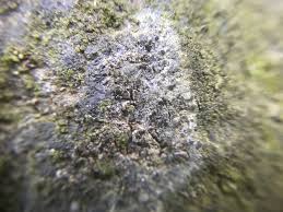 Attēlu rezultāti vaicājumam “Athelia arachnoidea”