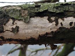 Attēlu rezultāti vaicājumam “Vuilleminia comedens”