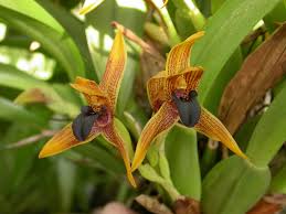 Attēlu rezultāti vaicājumam “Meleagris”