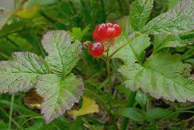 Attēlu rezultāti vaicājumam “Rubus saxatilis”