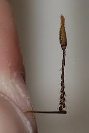 Attēlu rezultāti vaicājumam “Erodium cicutarium fruit”