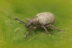 Attēlu rezultāti vaicājumam “Philopedon plagiatum”