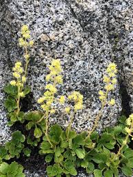 Attēlu rezultāti vaicājumam “Saxifragaceae”