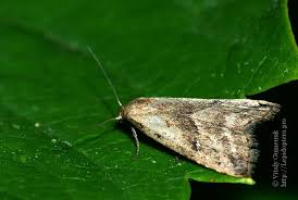 Attēlu rezultāti vaicājumam “Hypenodes humidalis”