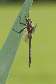 Attēlu rezultāti vaicājumam “Somatochlora flavomaculata”