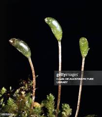 Attēlu rezultāti vaicājumam “Polytrichum formosum”