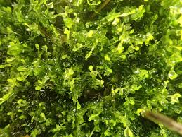 Attēlu rezultāti vaicājumam “Cladopodiella fluitans”