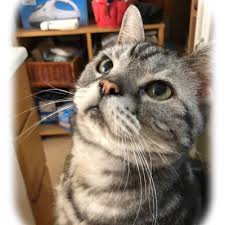 猫次郎o에 대한 이미지 검색결과