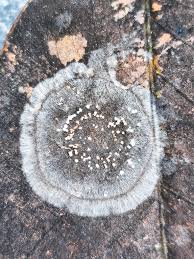 Attēlu rezultāti vaicājumam “Hyphodiscus hymeniophilus”