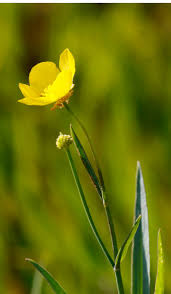Attēlu rezultāti vaicājumam “Ranunculus lingua flower”