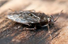 Attēlu rezultāti vaicājumam “Saldula saltatoria”