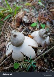 Attēlu rezultāti vaicājumam “Geastrum”