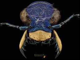 Attēlu rezultāti vaicājumam “Cicindela campestris imago”