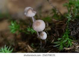 Attēlu rezultāti vaicājumam “Mycena filopes”