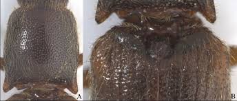 Attēlu rezultāti vaicājumam “Athous sp.”