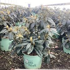 Image result for haaga tehron