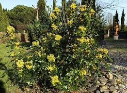 Attēlu rezultāti vaicājumam “Mahonia aquifolium”