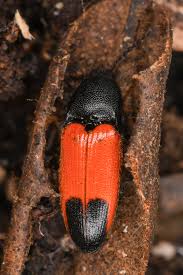 Attēlu rezultāti vaicājumam “Ampedus sp.”