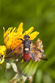 Attēlu rezultāti vaicājumam “Cimbex femoratus”