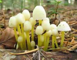 Attēlu rezultāti vaicājumam “Mycena viscosa”