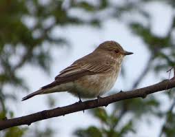 Attēlu rezultāti vaicājumam “Muscicapa striata”